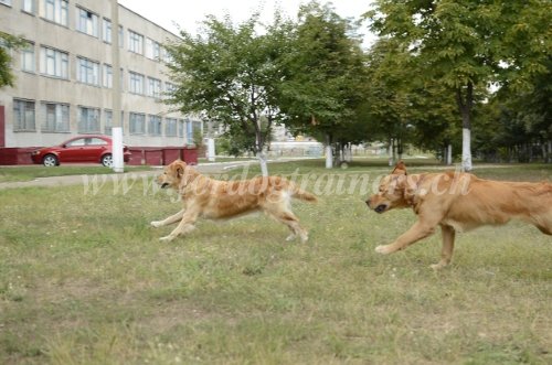 Jouets pour chiens et chiots
