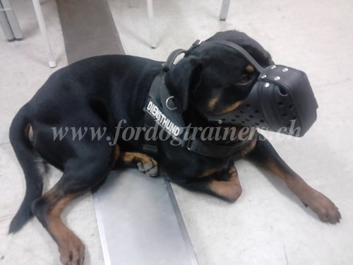 Sport Canin - Campagne Pistage Campagne - Pistage