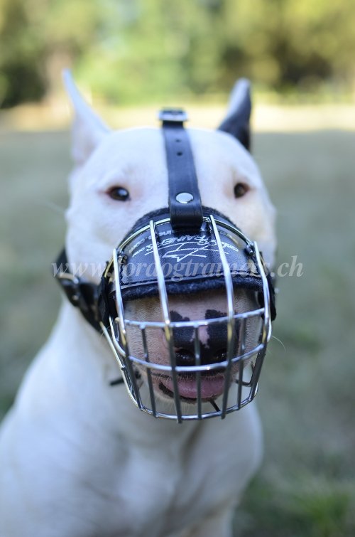 Tout sur Muselières
- Bull Terrier Matériel pour Bull Terrier