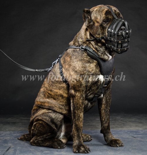 Matriel pour Cane Corso