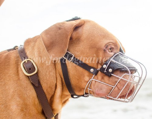 Matriel pour Dogue de Bordeaux