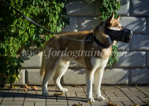 Tout sur Muselières -
Husky Matériel pour Husky