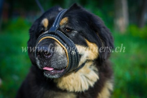 Matriel pour Mastiff