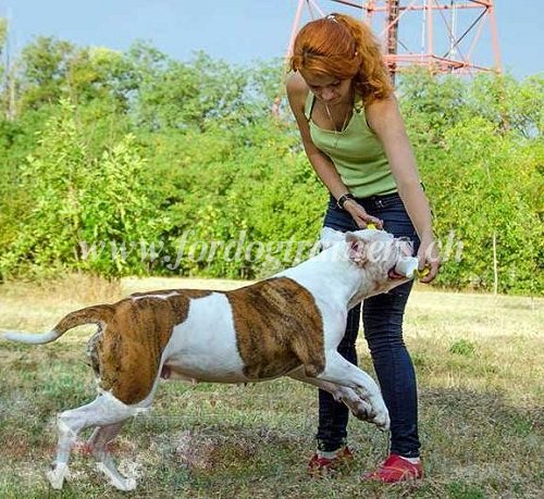 beisswurst Feuerwehrschlauch American Bulldog schweiz
kaufen