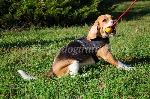 Beagle gummiball schweiz