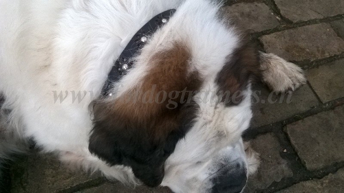 bernhardiner
halsband leder kaufen