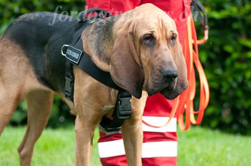 bloodhound halsband nylon