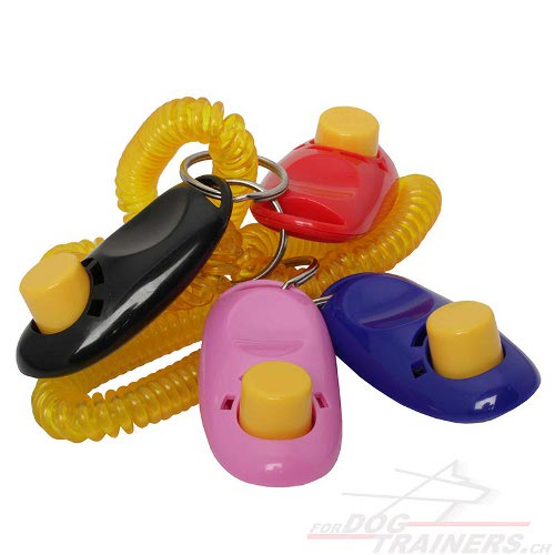hunde clicker training schweiz