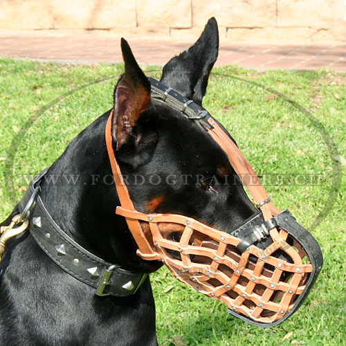 training Hundemaulkorb fr dobermann agitation