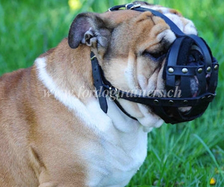 maulkorb fr bulldogge 