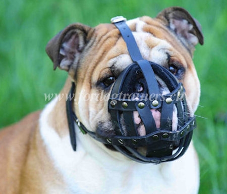 maulkorb leder englische bulldogge zrich