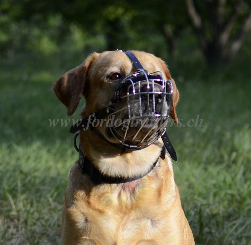 draht Hundemaulkorb, Golden Retriever Maulkrbe 
