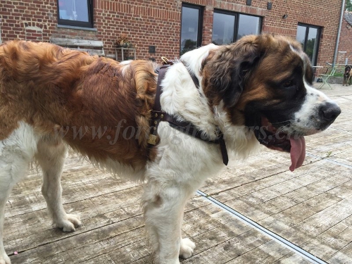 Zuggeschirr Leder St. Bernhardshund Schweiz