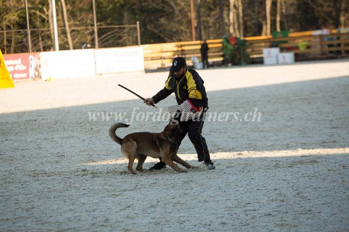 Stab hunde training schweiz