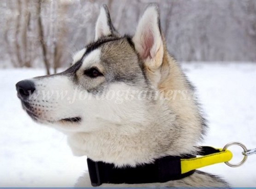 nylon halsband husky handgemacht