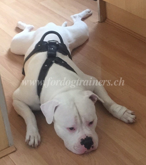 Amerikanische Bulldogge
hundegeschirr hochwertig IGP