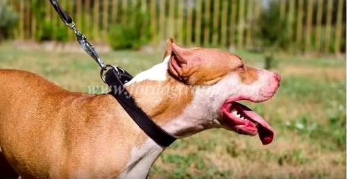amstaff halsband leder klassisch schweiz