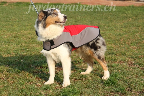 australischer sch�ferhund zubeh�r