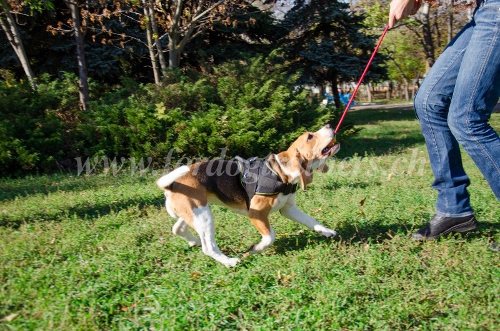 hundeball basel schweiz
