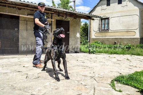 Brustgeschirr Nylon American Bandogge winterthur
bestellen