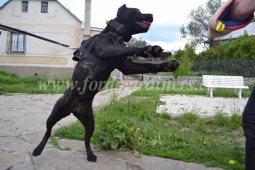 gepolstertes geschirr Nylon American Bandogge lienz
bestellen
