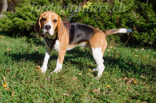 beagle zubeh�r