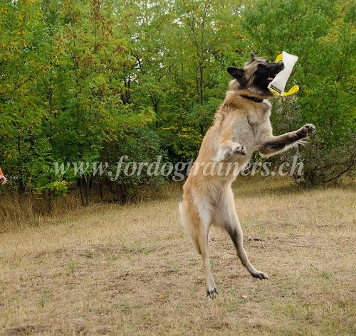  Feuerwehrschlauch beisswurst belgischer schferhund
schweiz kaufen