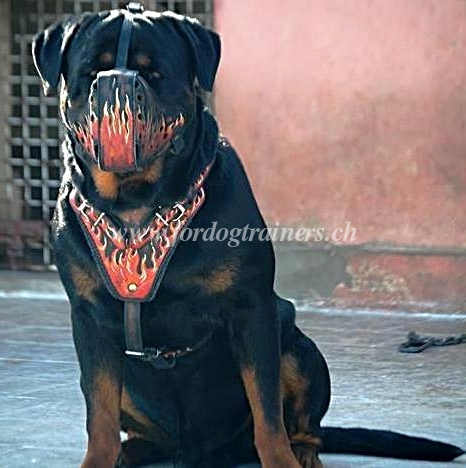Bemaltes geschirr fr rottweiler berlin kaufen
