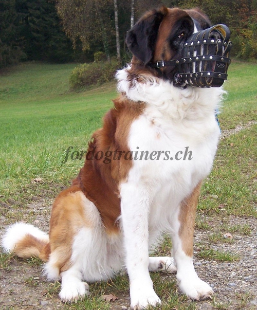 luxus maulkorb
aus leder bernhardiner