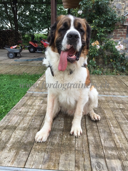St. Bernard Dog leather harness Switzerland