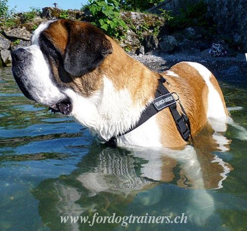 nylongeschirr bernhardiner schweiz bernhardiner
geschirr nylon schweiz