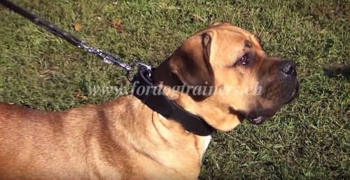 Boerboel halsband leder breit schweiz