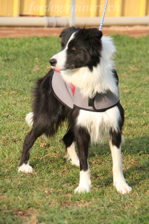 border collie verkleidung nylon schweiz