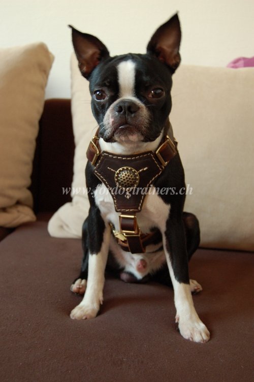 Best harness for a boston terrier best sale