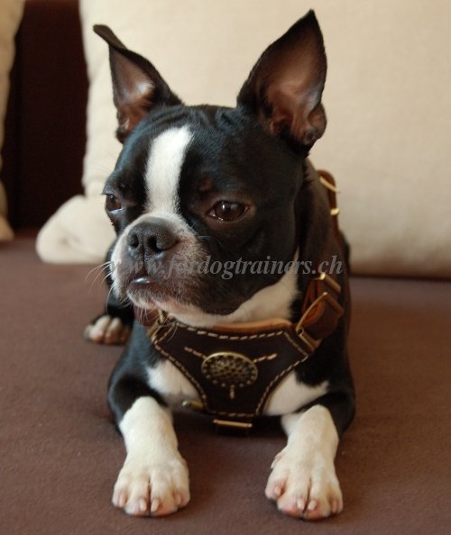 dog harness handmade Boston Terrier bern
