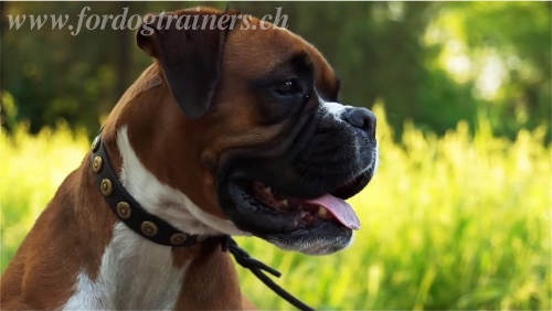Boxer leder hundehalsband genietet