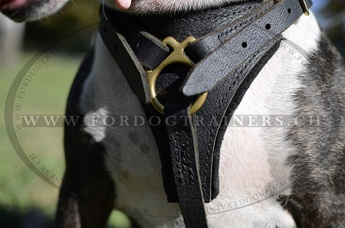 Ledergeschirr multifunktionell Bullterrier 