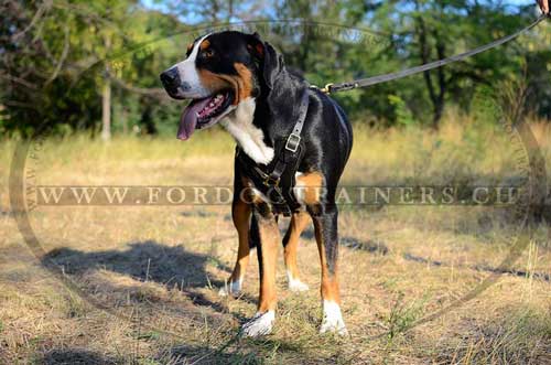 harness for dogs good for mountain dog order
