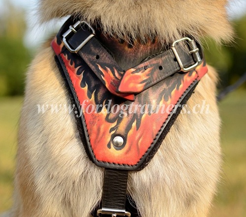 hundegeschirr flamme bemalung kaufen