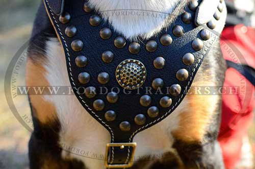 Bestes Brustgeschirr fr Sennenhund bestellen