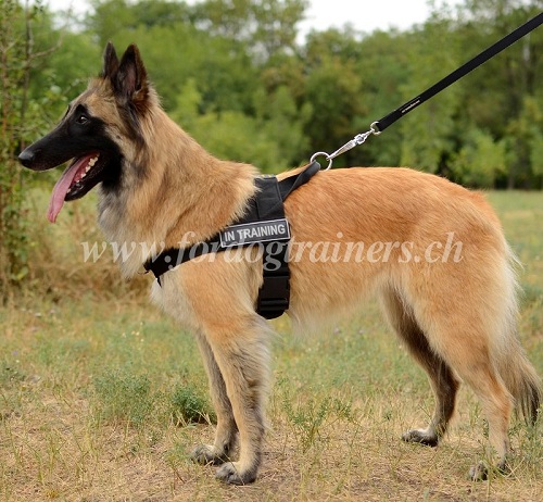 geschirr belgischer Schferhund Schweiz