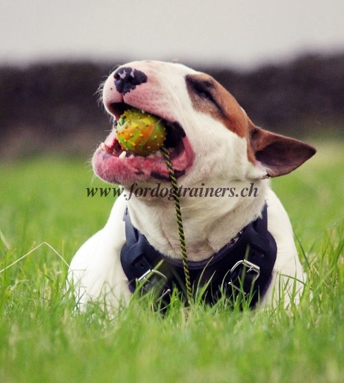 Klassisches Brustgeschirr fr Bullterrier bestellen