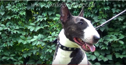 Bull Terrier Collar Leather narrowdesign Switzerland