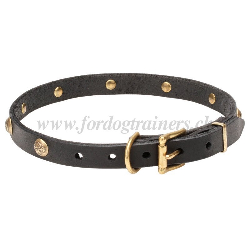 echt leder halsband schweiz