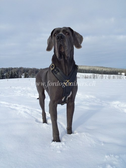 leder geschirr fr hunde gepolstert Deutsche Dogge