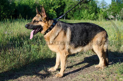Handgemachtes Leder
Hundehalsband mit blauen Steinen fr Schferhund