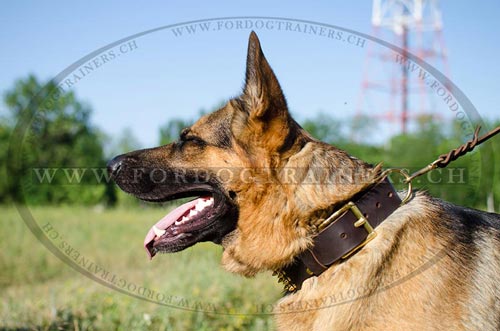 Lederhalsband fr Schferhund mit Spikes
Schweiz