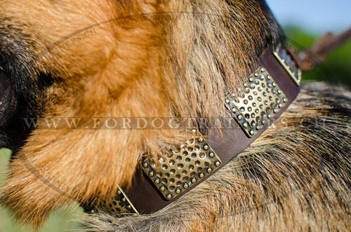 Lederhalsband fr groen Hund bestellen