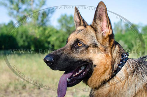 Handgemachtes Leder Halsband Schferhund