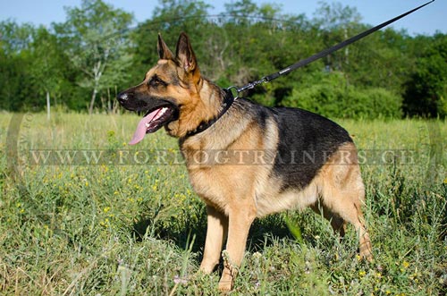 Nylon Hundehalsband fr Schferhund
Schweiz bestellen